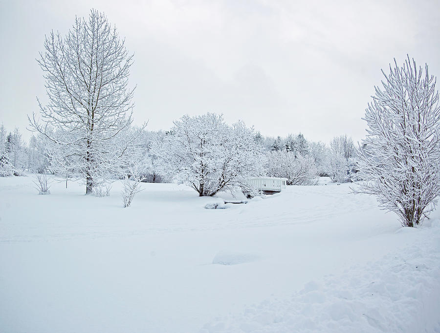 Trees In Snowy Landscape Photograph by Kmm Productions