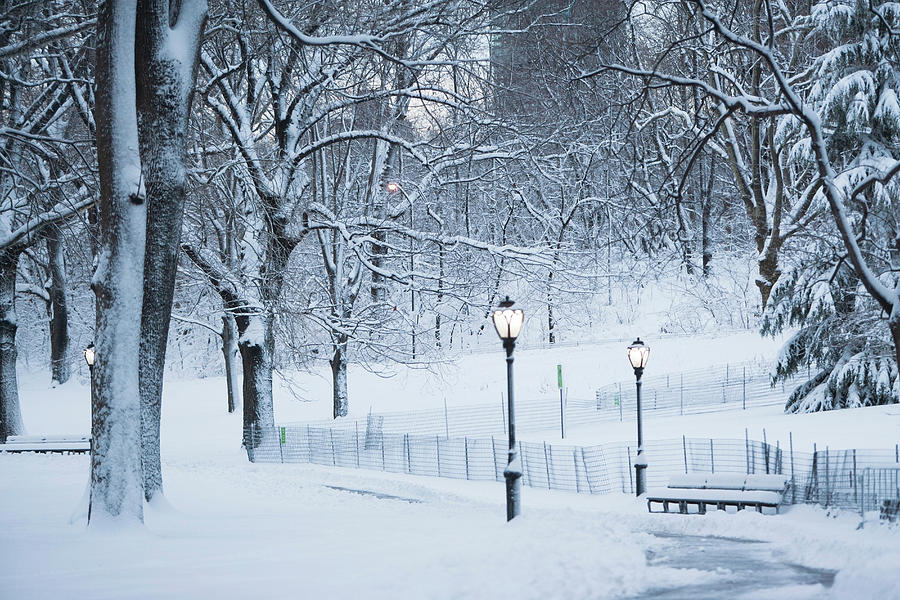 Trees In Snowy Urban Park Digital Art by Ditto - Fine Art America