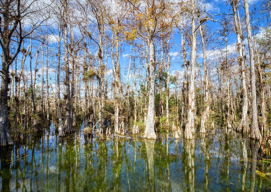 Trees In Swamp, Loop Road, Big Cypress Photograph by Panoramic Images ...