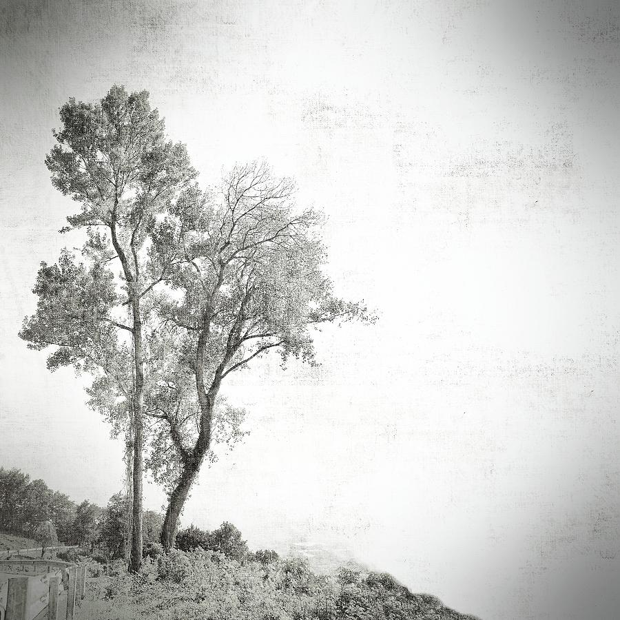 Trees in the autumn. Etching style. Digital Art by Rudy Bagozzi Fine