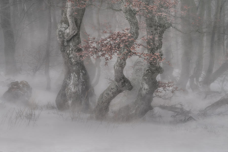 Trees In  The Blizzard Photograph by Peter Svoboda Mqep