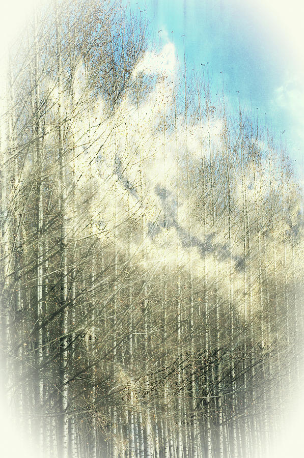 Trees in the Clouds by Tikvah's Hope Trees in the Clouds by Tikvah's Hope