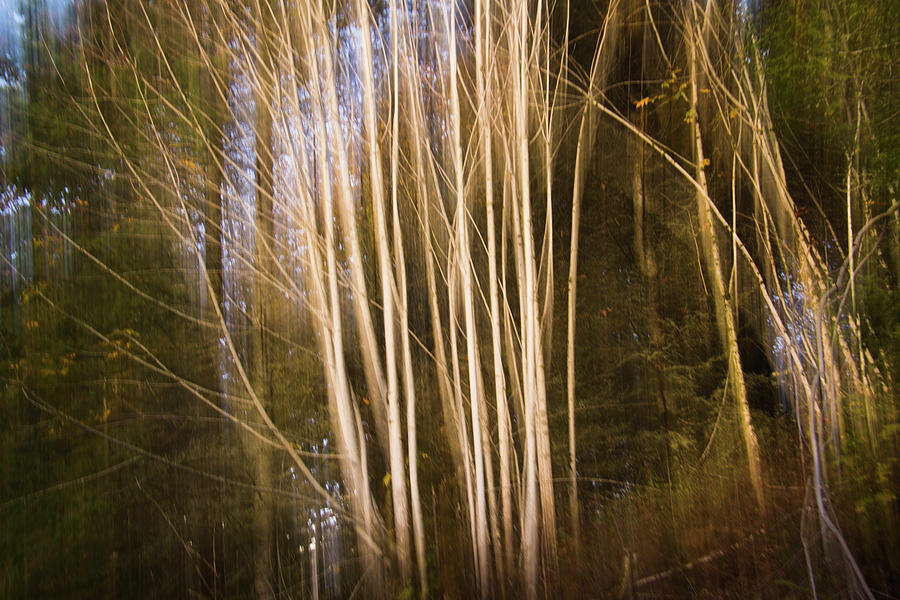 Trees in the fall by Yulia Kazansky Trees in the fall by Yulia Kazansky