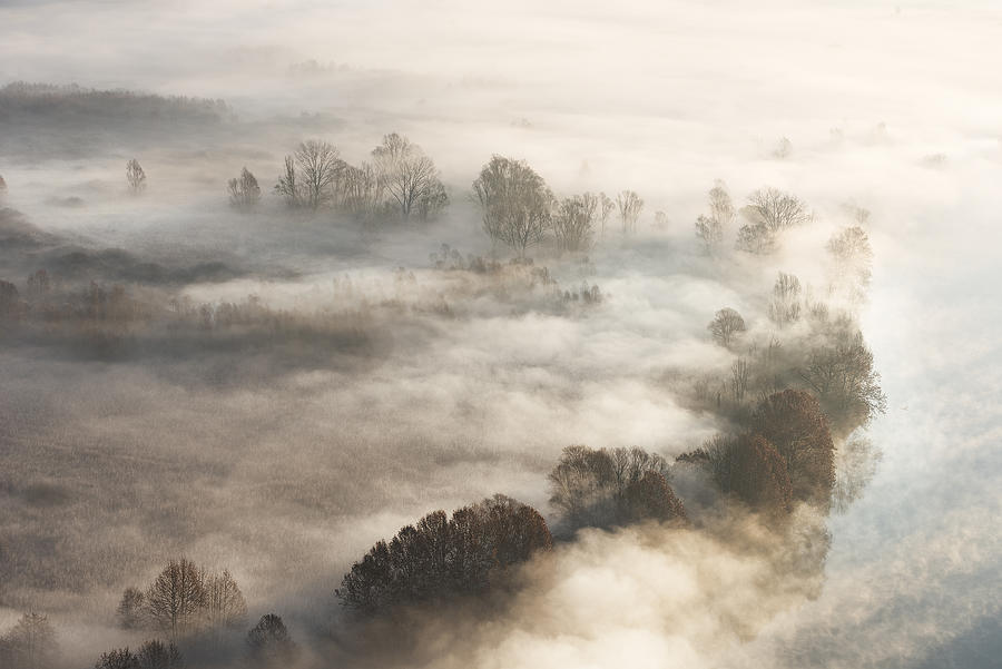 Trees In The Fog Photograph by Marco Galimberti