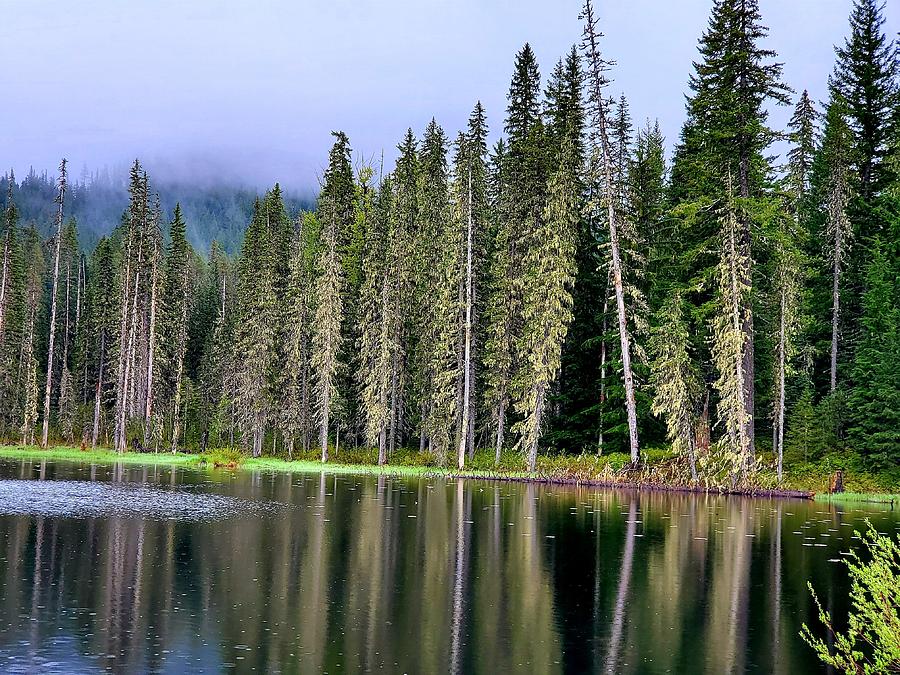 Trees in the Mist Photograph by Ivory Morgan - Fine Art America