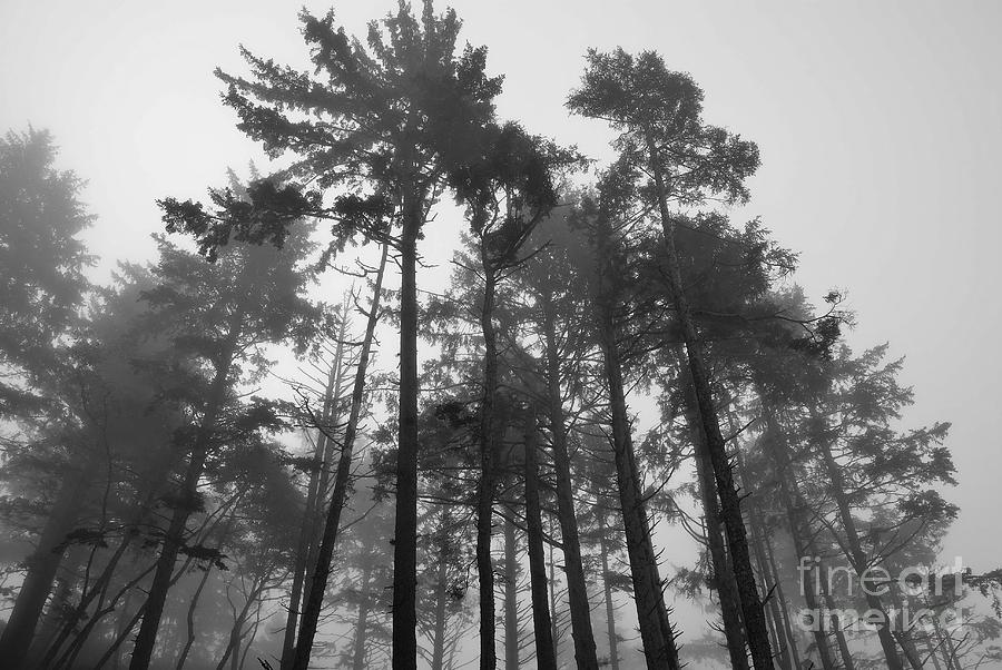 Trees Photograph - Trees In The Mist by Jeni Gray Trees Photograph - Trees In The Mist by Jeni Gray