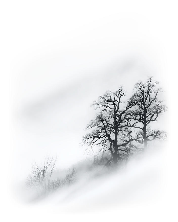 Trees In The Mist Photograph by Majid Behzad