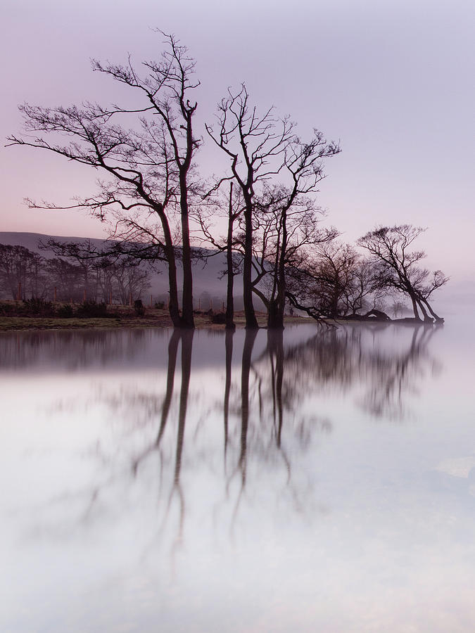 Trees in the Mist on Lake Ullswater Photograph by Anita Nicholson