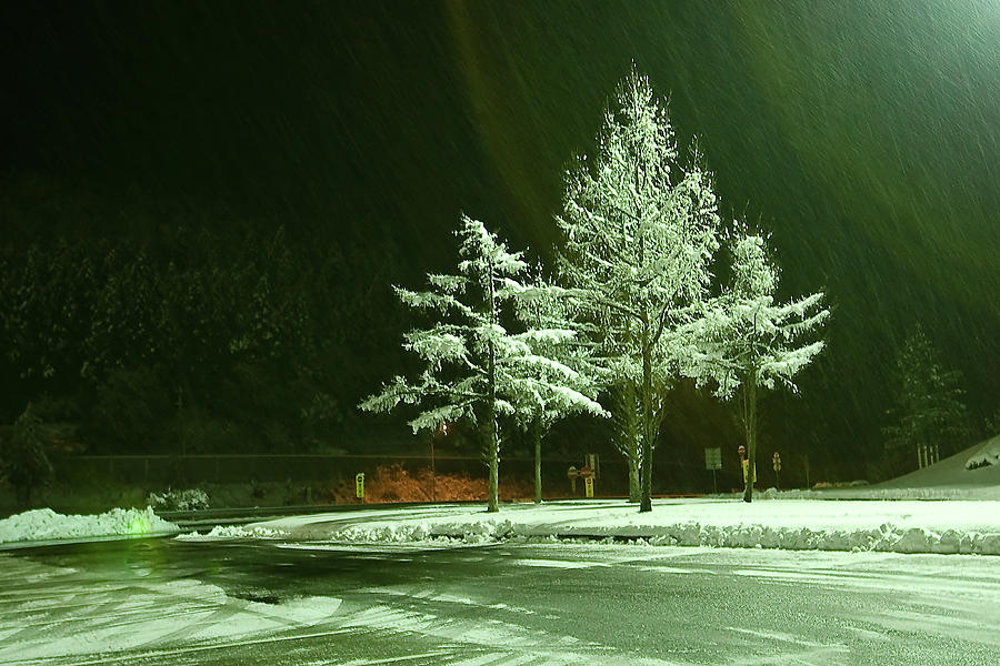 Trees In The Snow Photograph by Huayang