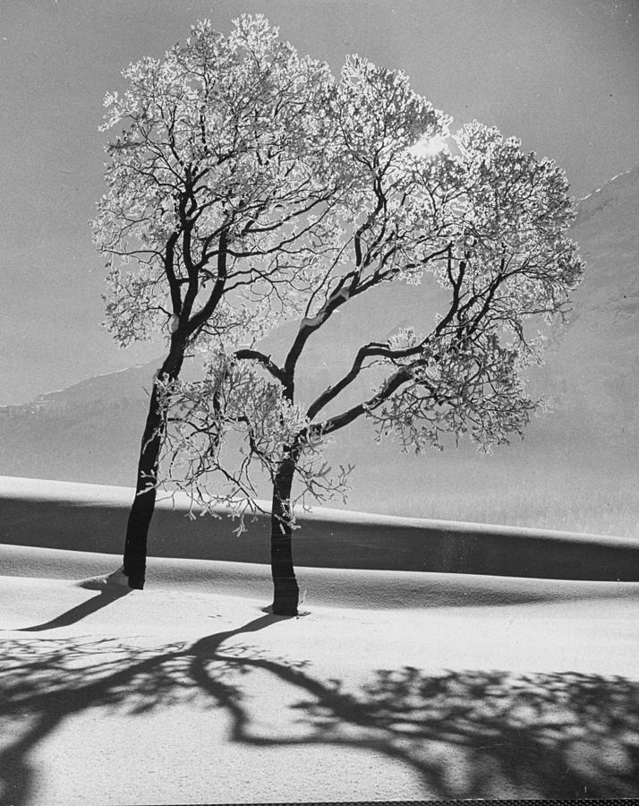 Trees In The Snow. Photo By Alfred Eis Photograph by Alfred Eisenstaedt Trees In The Snow. Photo By Alfred Eis Photograph by Alfred Eisenstaedt