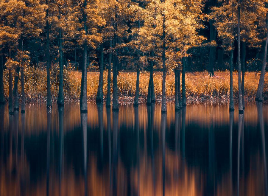 Fall Photograph - Trees In The Water by Majid Behzad