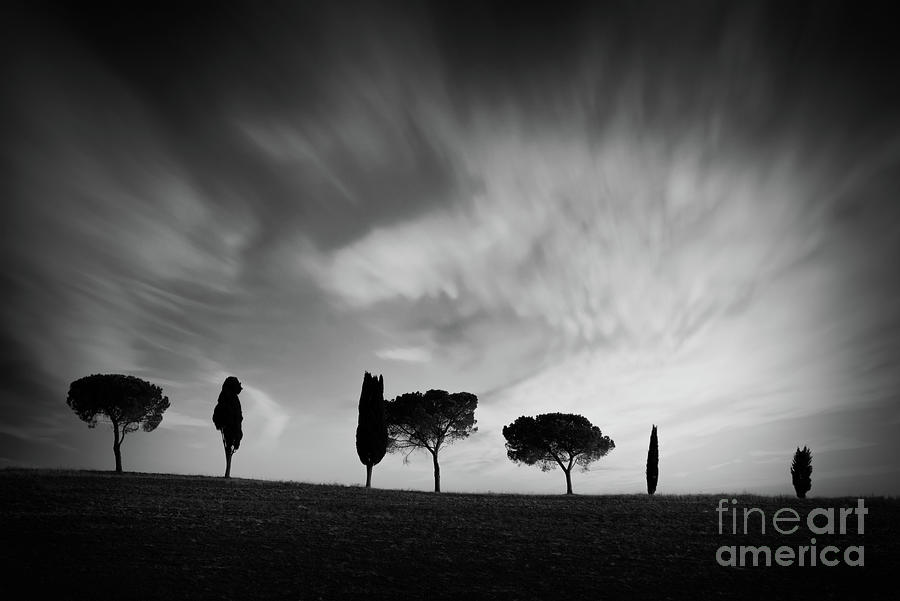Trees in Tuscany, black and white Photograph by Delphimages Photo Creations