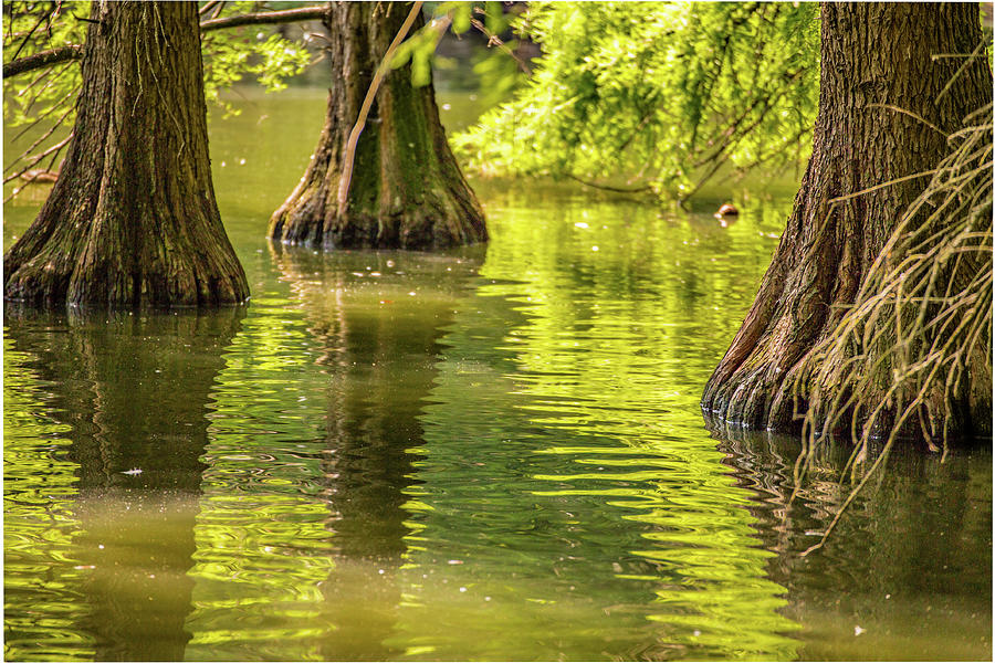 Trees In Water Photograph by Vivida Photo PC