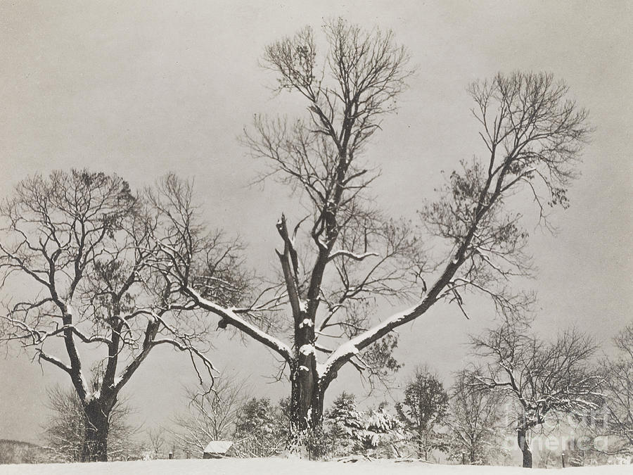 Trees in Winter, 1923 Photograph by Alfred Stieglitz