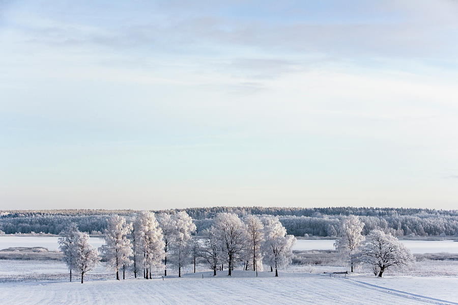 Tree´s In Winter Landscape Photograph by Roine Magnusson