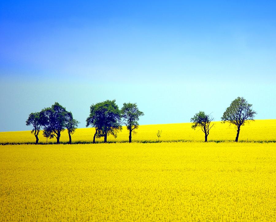 Trees In Yellow Fields Photograph by Created By Tobi2008 Trees In Yellow Fields Photograph by Created By Tobi2008