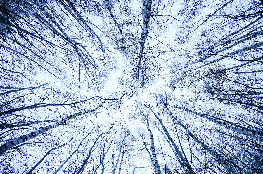 Trees Photograph