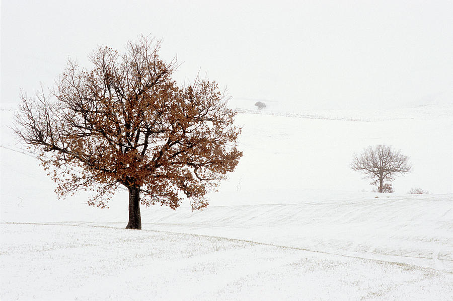 Trees Layering On Snowy Rolling Hills Photograph by Michele Berti