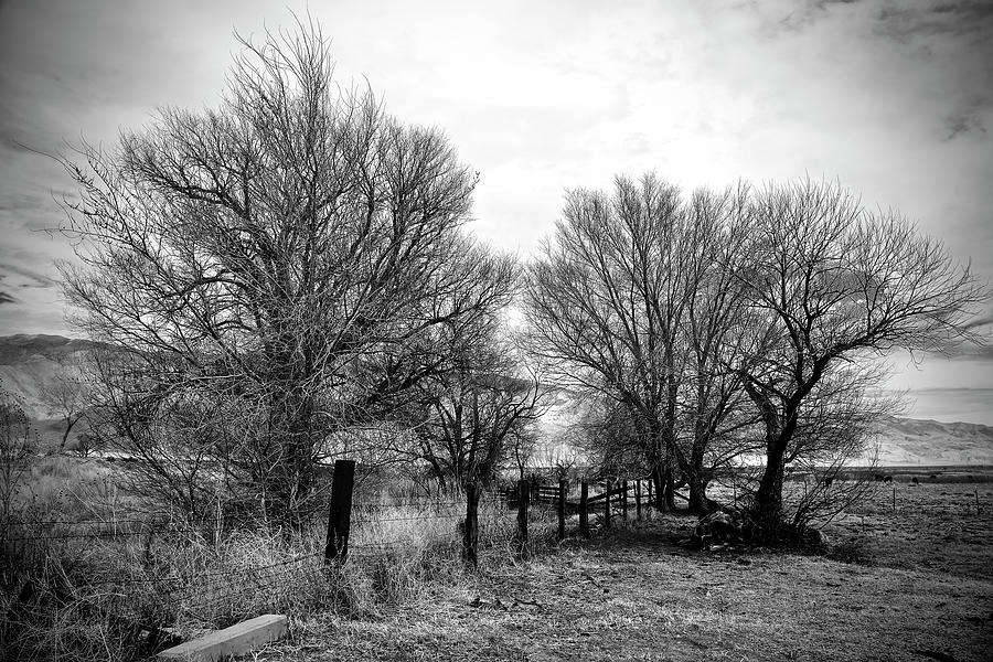 Black And White Photograph - Trees Near A Fence by Susan Vizvary Photography