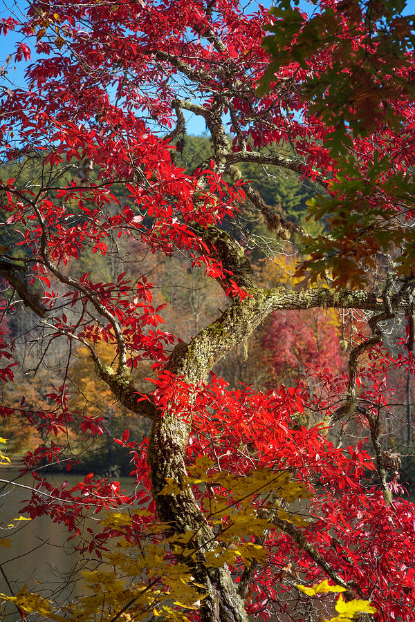 Trees of  Autumn Reds Photograph by Debra and Dave Vanderlaan