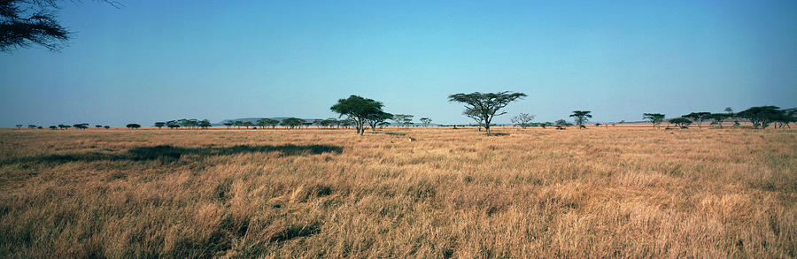 Trees On A Landscape, Serengeti Photograph by Panoramic Images