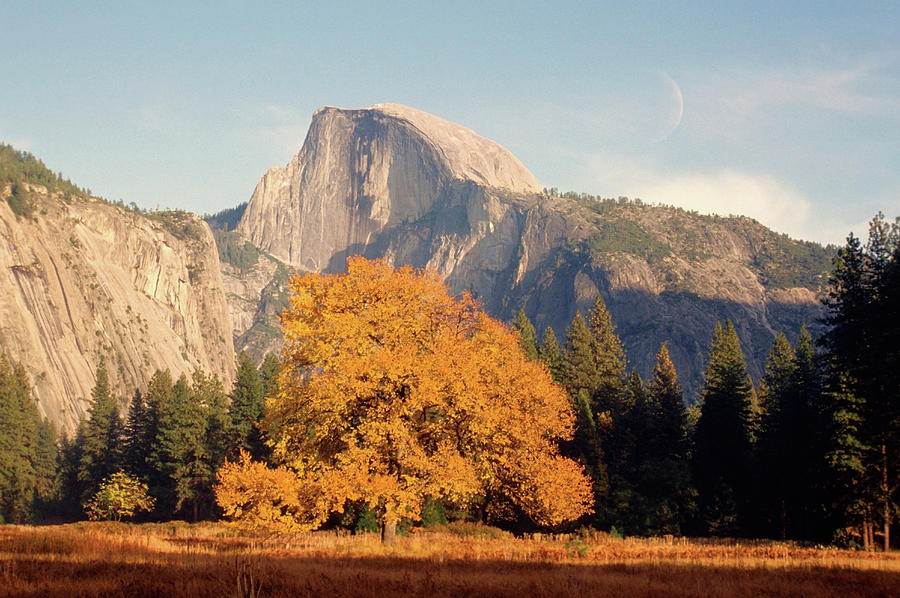 Yosemite National Park Photograph - Trees On A Mountain, El Capitan by Medioimages/photodisc