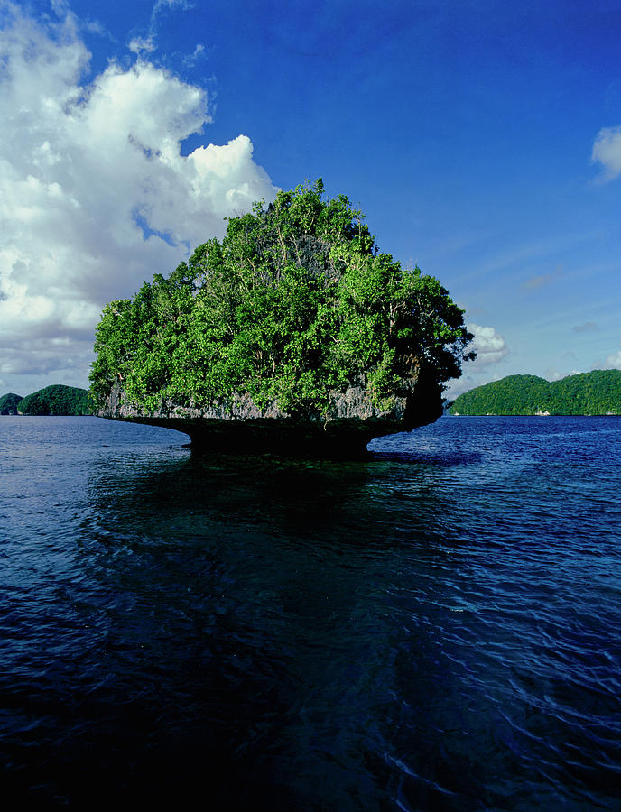 Trees On An Island In The Pacific Photograph by Panoramic Images
