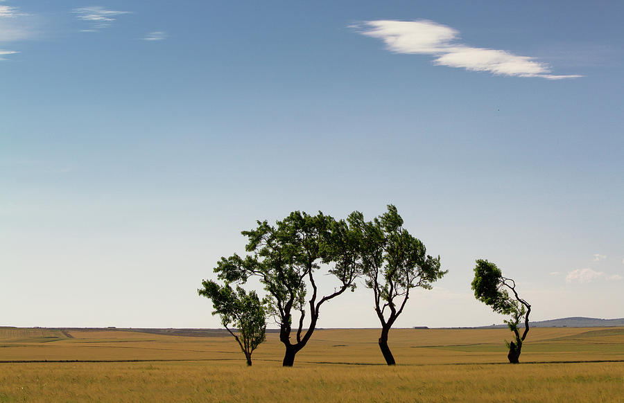 Trees On Aragon Plains Photograph by Stuart Leche
