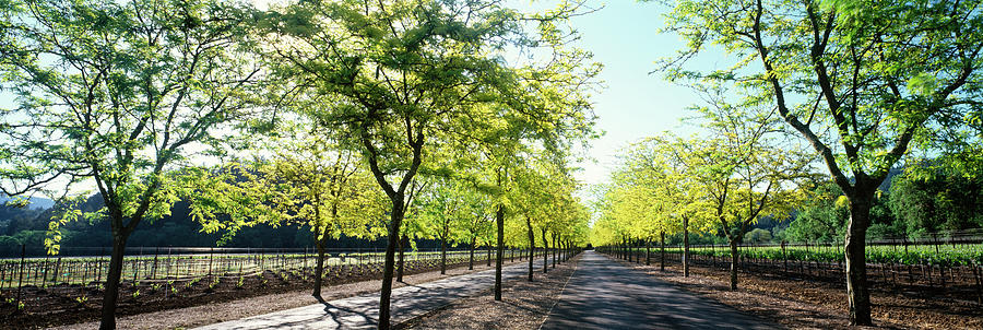 Trees On Both Sides Of A Road by Panoramic Images