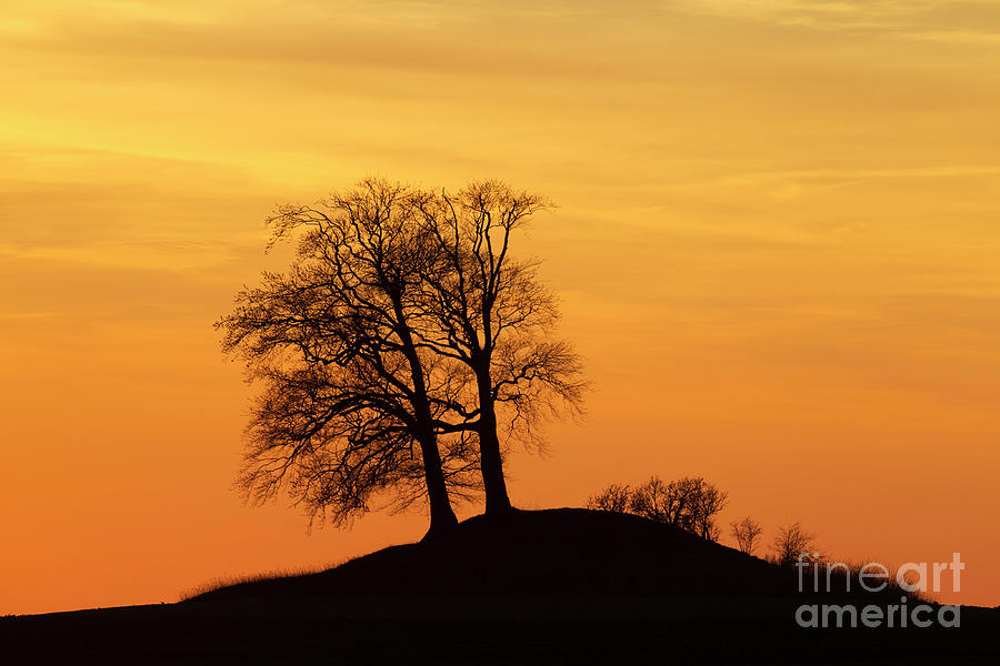 Trees on Hillock at Sunset Photograph by Arterra Picture Library