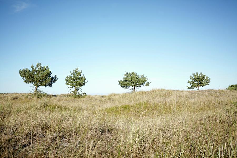 Trees On The Baltic Sea Beach Near Darss Photograph by Jalag / Brita Snnichsen