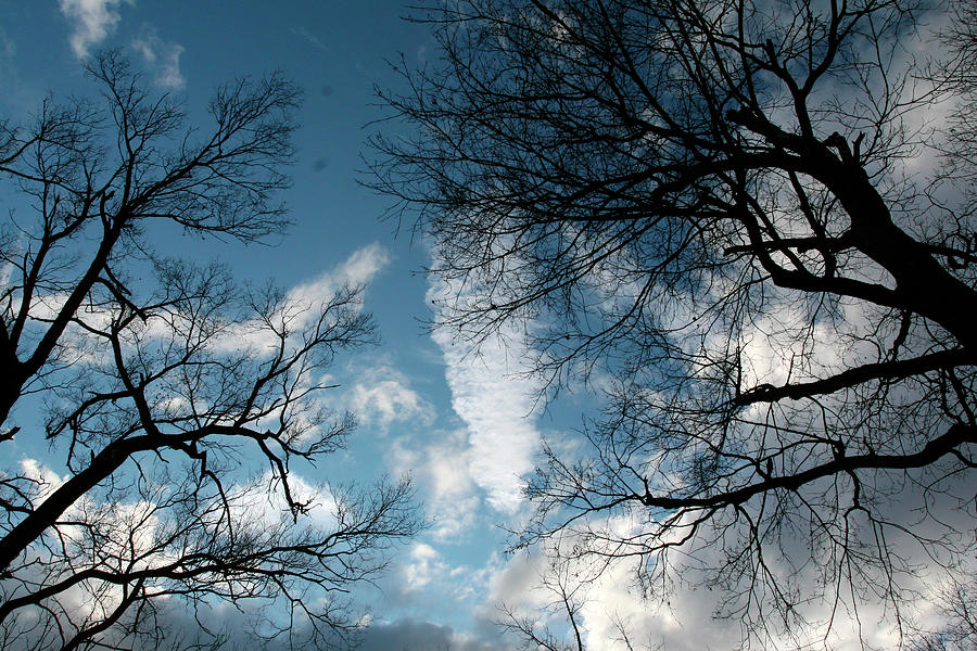 Trees Reaching Out Photograph By Robert Goldwitz 