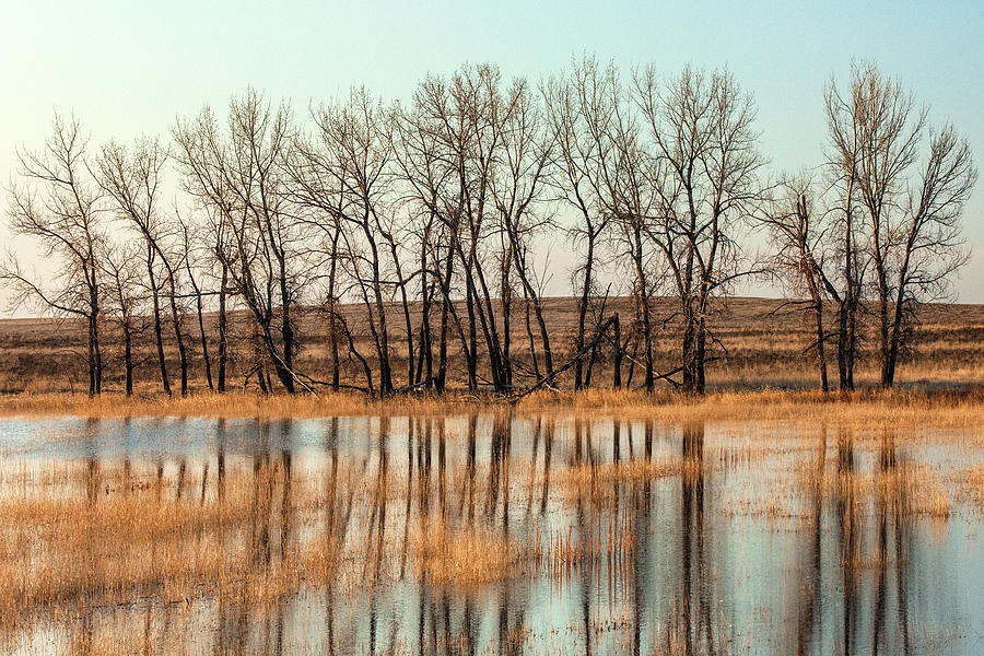 Trees Reflected Photograph by Todd Klassy