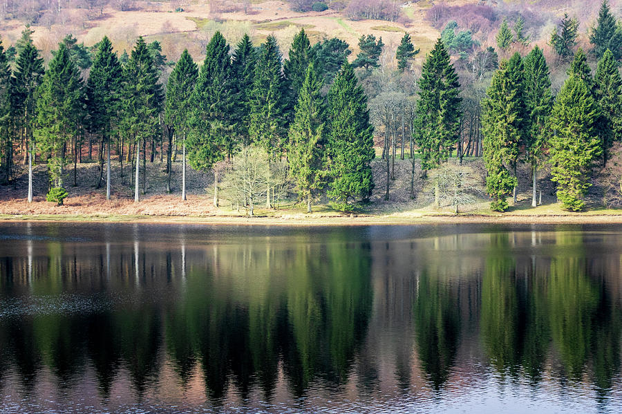 Trees Reflection Photograph