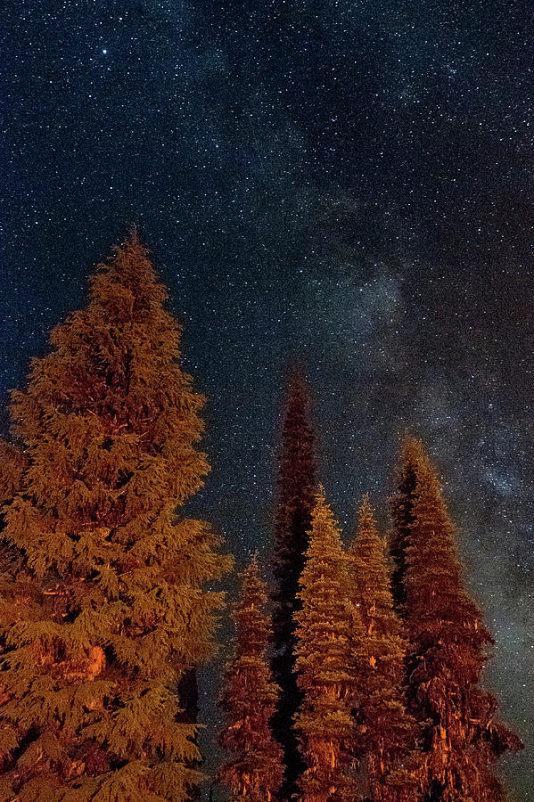Space Photograph - Trees Silhouetted By Milky Way And by Scott R Larsen