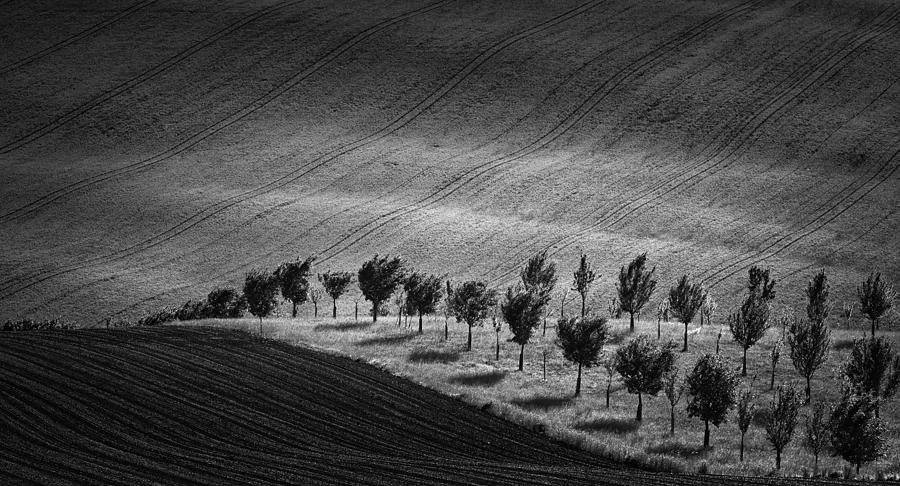 Trees Photograph by Slawomir Kowalczyk