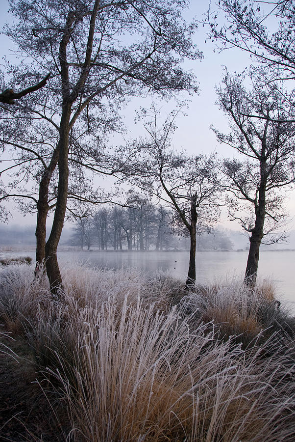 Trees Through Frost And Mist Photograph by Rosie Herbert Photography