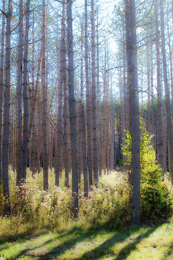 Trees Through the Forest Photograph by Steven David Roberts Trees Through the Forest Photograph by Steven David Roberts