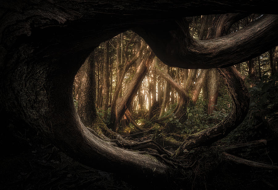 Landscape Photograph - Trees by Tonyxu