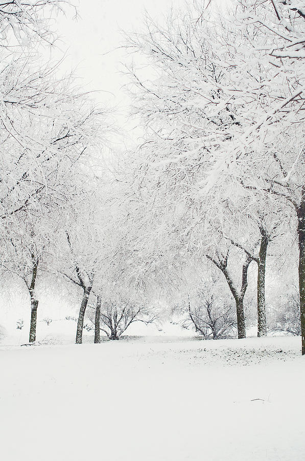 Trees Under Snow Photograph by Noviembre Anita Vela