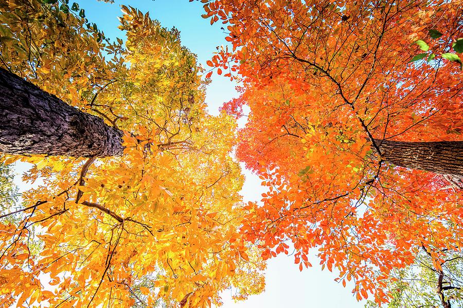 Trees With Autumn Foliage Digital Art by Antonino Bartuccio