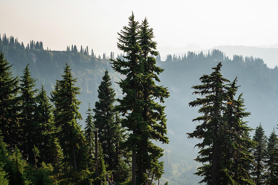Tree Photograph - Trees With Hazy Wildfire Smoke In The Cascade Mountains by Cavan Images