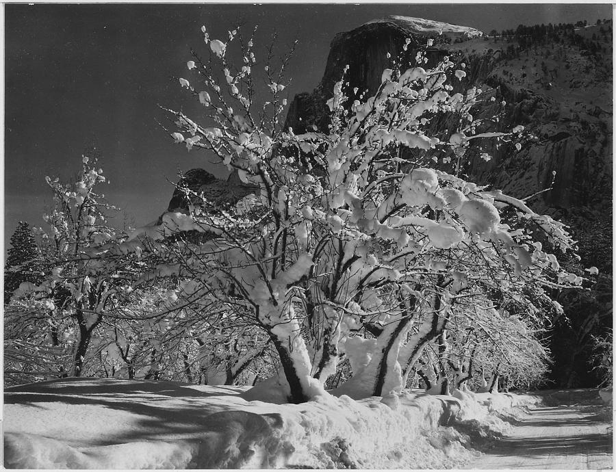 Trees with snow on branches Half Dome Apple Orchard Yosemite California. April 1933. 1933 Painting by Ansel Adams