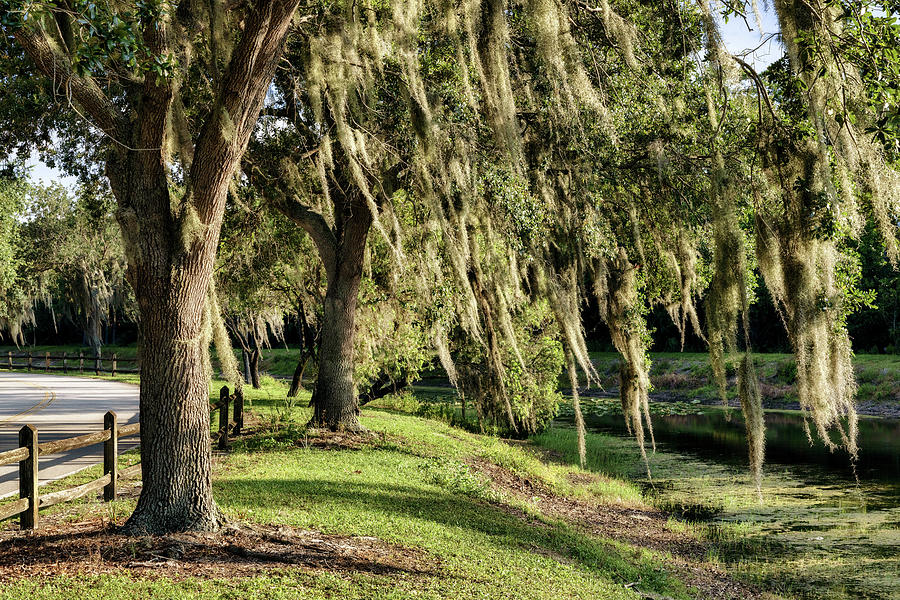 Trees With Spanish Moss Digital Art By Laura Diez Fine Art America   Trees With Spanish Moss Laura Diez 