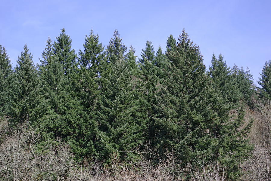 Trees with spring sky behind it Photograph by Casey Hutchinson - Fine ...