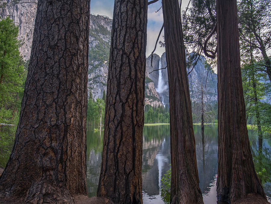 Trees With Yosemite Falls Reflected In Flooded Cooks Meadow, Yosemite Valley, Yosemite National Park, California Photograph by Tim Fitzharris