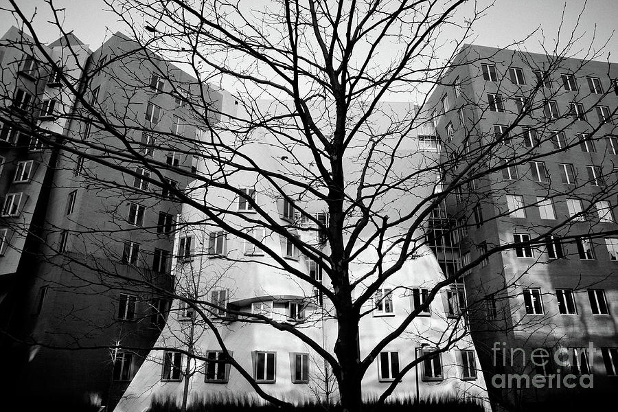 Trees without leaves in winter in the city, black and white photo. Photograph by Joaquin Corbalan