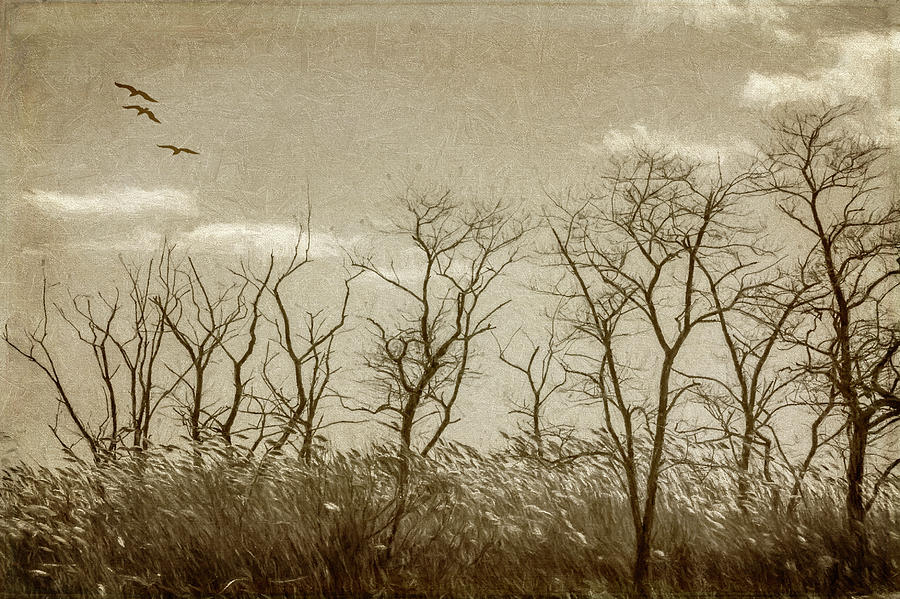 Treescape In Sepia Photograph by Cathy Kovarik