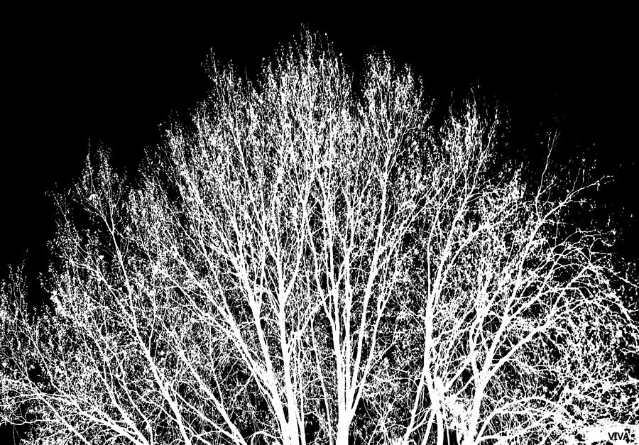 Treescape  Silhouette  b-w -  Madness at. Midnight Photograph by VIVA Anderson