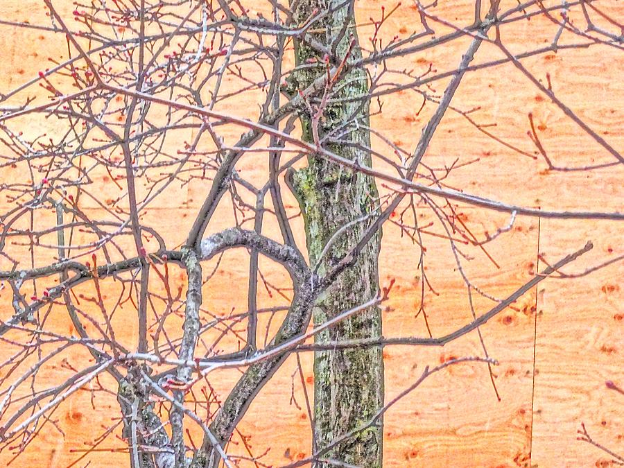 Tree Abstract 201 Digital Art By Select Photos Fine Art America   Treet Abstract 201 Select Photos 